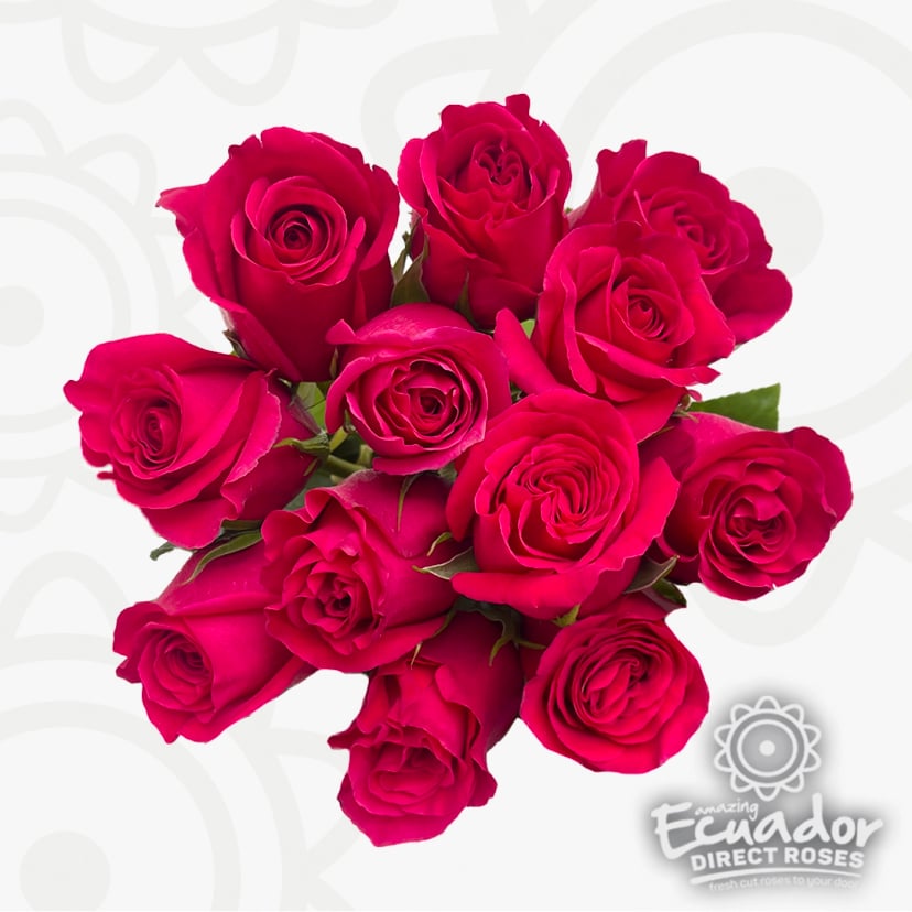 Hand made rose bouquet featuring vibrant magenta farm fresh roses. Shop premium purple roses 4k quality and lavender roses wholesale or nearby delivery.