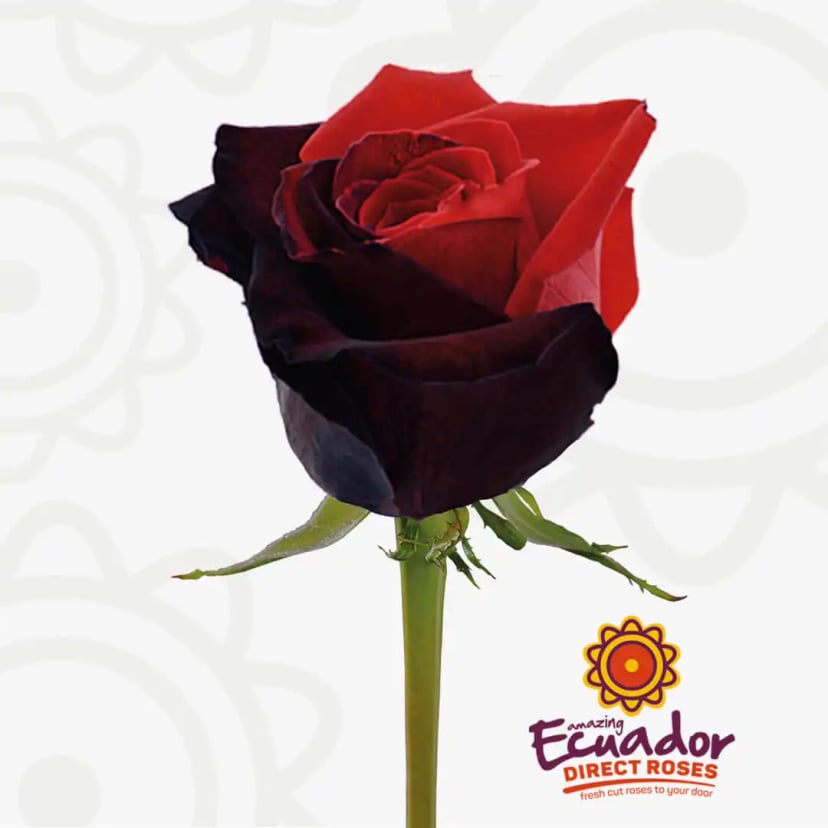 midnight-chiffon-tinted-rose-black-red-color-EDR-1