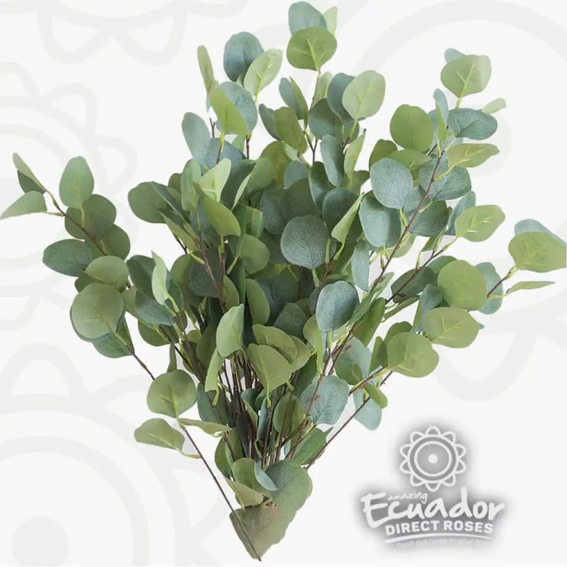 Bouquet of silver-green Eucalyptus Silver Dollar stems, freshly harvested by Ecuador Direct Flowers.
