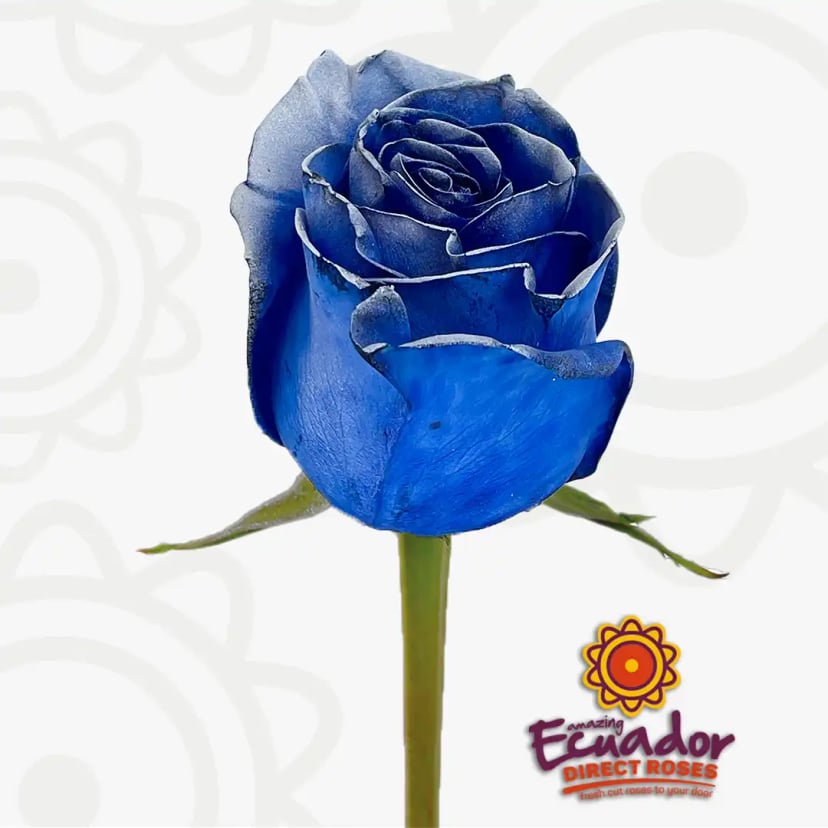 One single Blue infinite shine bud, freshly cut from Ecuador Direct Flowers.