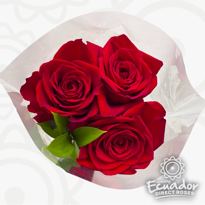 Three premium deep red Ecuadorian roses wrapped in clear film, perfect for bulk roses near me, rose bouquet jellycat gifts, or rose farms near me.