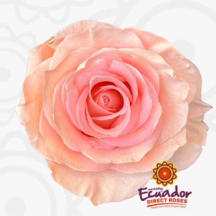 nude-rose-tinted-rose-EDR-0