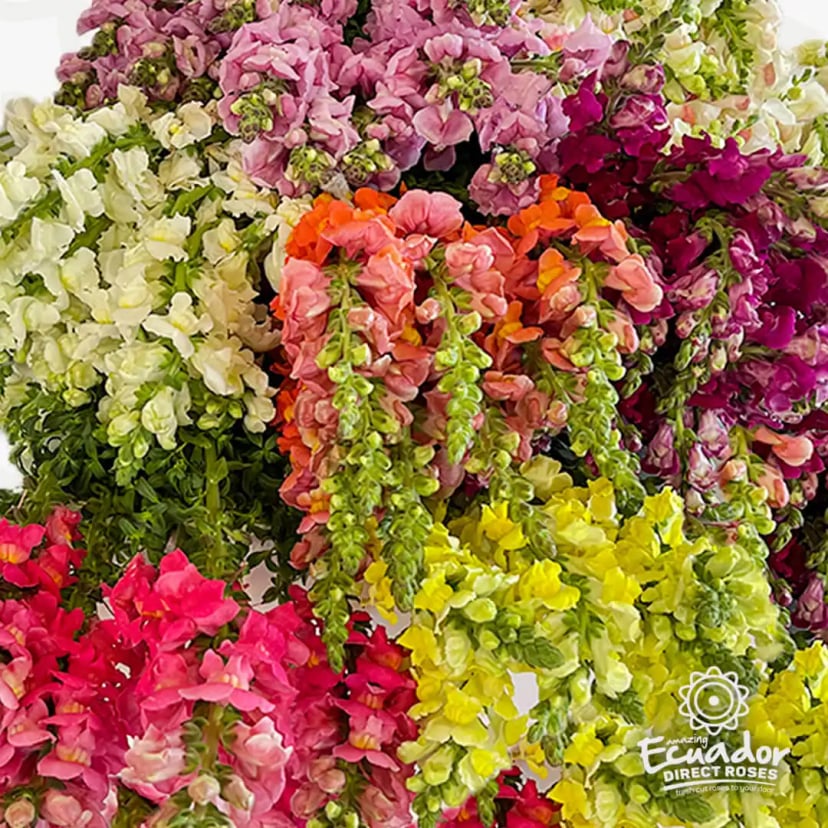 A blooming bouquet of vibrant, assorted mix Snapdragons from EDR, shipped farm-direct in 5-6 days, showcasing sustainable practices.