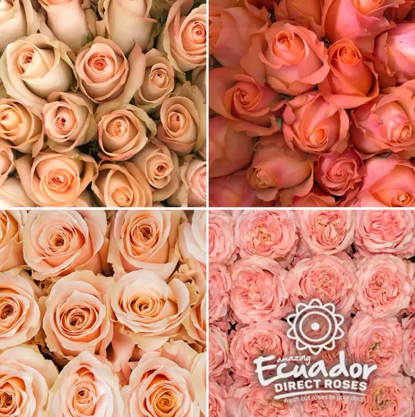 Collection of the selected varieties in peach tones. cultivated in Ecuador High altitude, they showcase, bigger blooms and sturdy stems