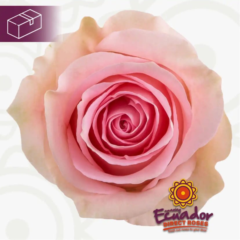 Single light pink Luciano rose bud from Ecuador Direct Flowers, hand-picked for freshness.