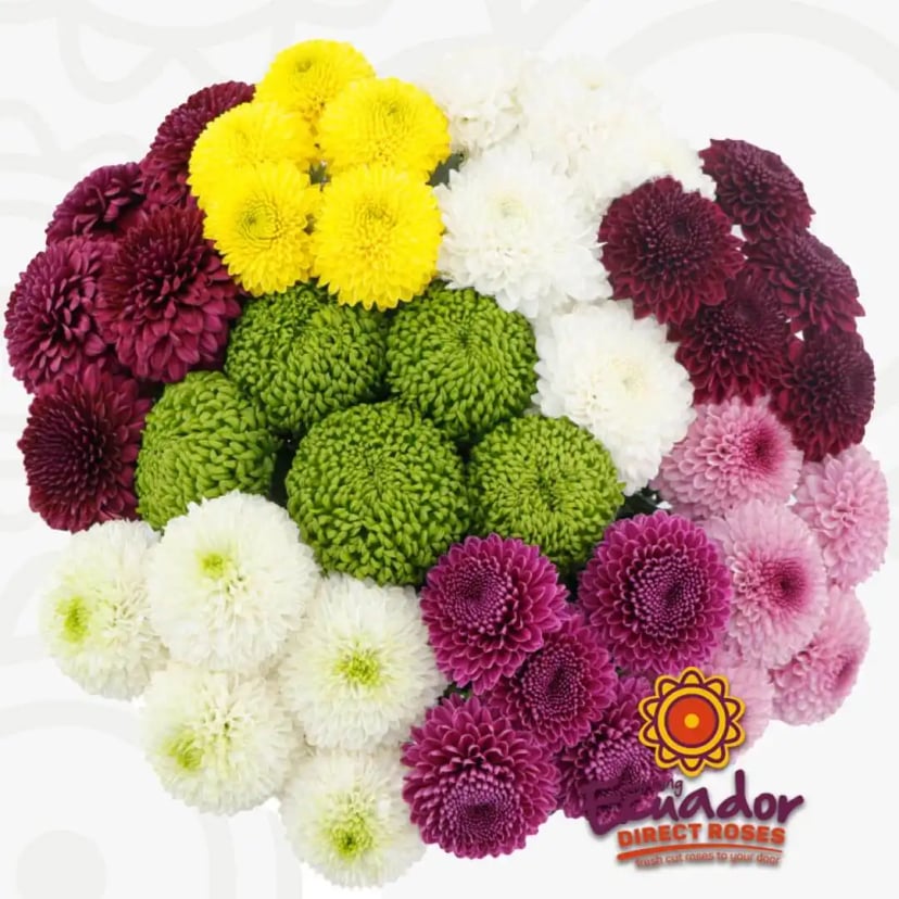 Assorted mix of yellow, green, white, burgundy, and pink/purple disbuds balls mums, shipped directly from Ecuador in 5-6 days by EDR.