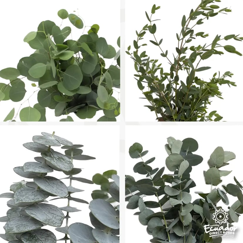 Fresh green eucalyptus leaves and foliage branches, light green roses panic, lavender hill zinfandel rose, apricot drift rose tree, sunrise sunset rose.
