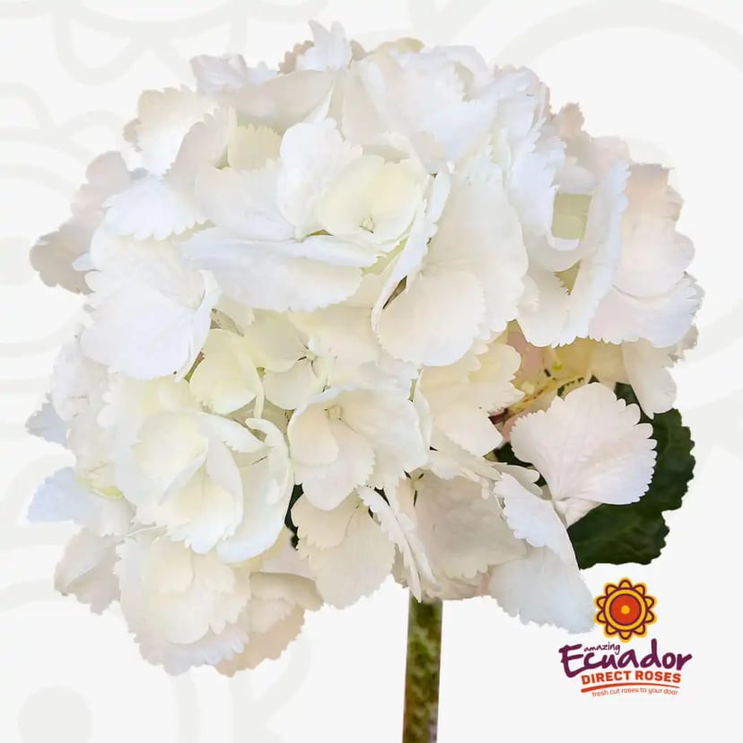 Single Hydrangeas white rose bud from EDR farms, hand-picked for freshness.