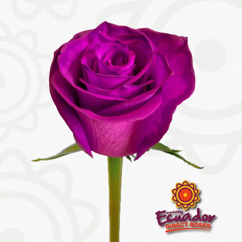 Single Neon purple tinted rose purple color bud from EDR farms, hand picked for freshness.