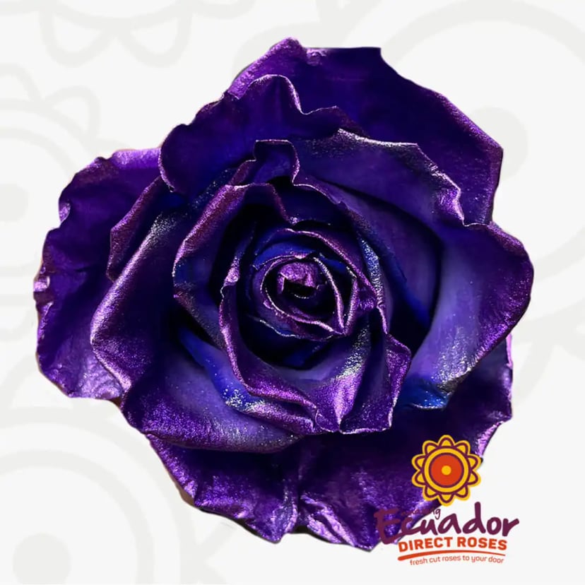 metallic-purple-tinted-rose-purple-color-EDR-1