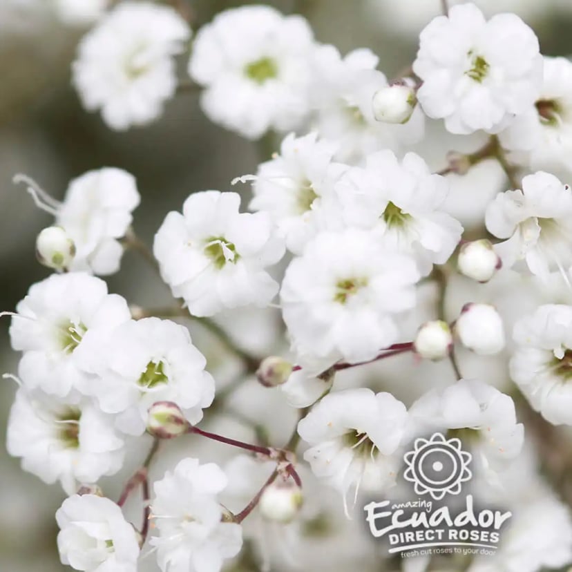 Single Babys breath million star white, farm-fresh and hand-harvested, shipped direct from Ecuador Direct Flowers (EDR)