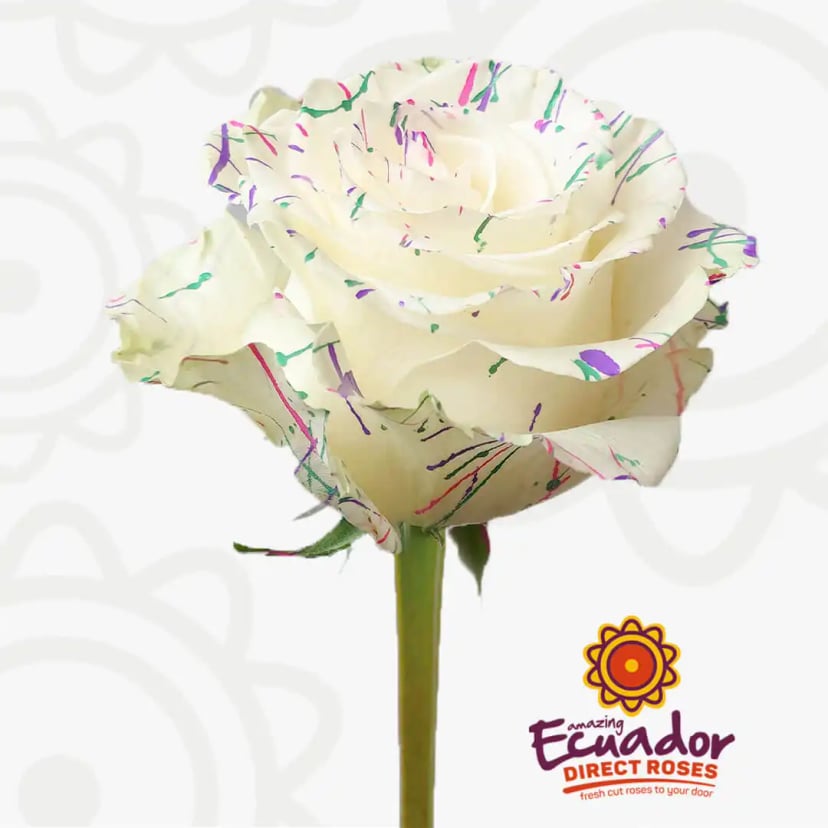 pearl-splash-tinted-rose-white-color-EDR-2