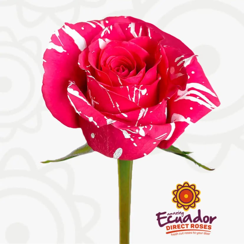 hot-pink-magic-tinted-rose-EDR-1