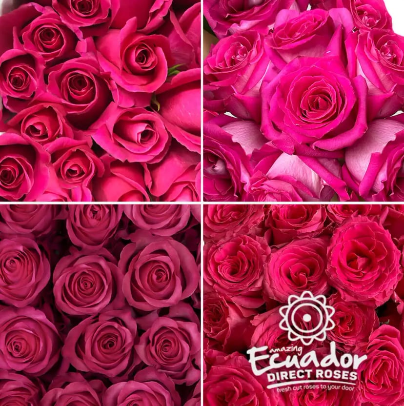 Vibrant hot pink roses in display, grown with eco-friendly practices at EDR for a guilt-free purchase on our online store.