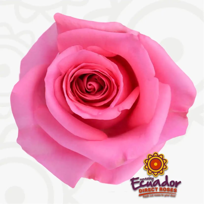One exquisite Opala Fresh Cut Roses bloom in pink, representing Ecuador Direct Flowers' finest selection.