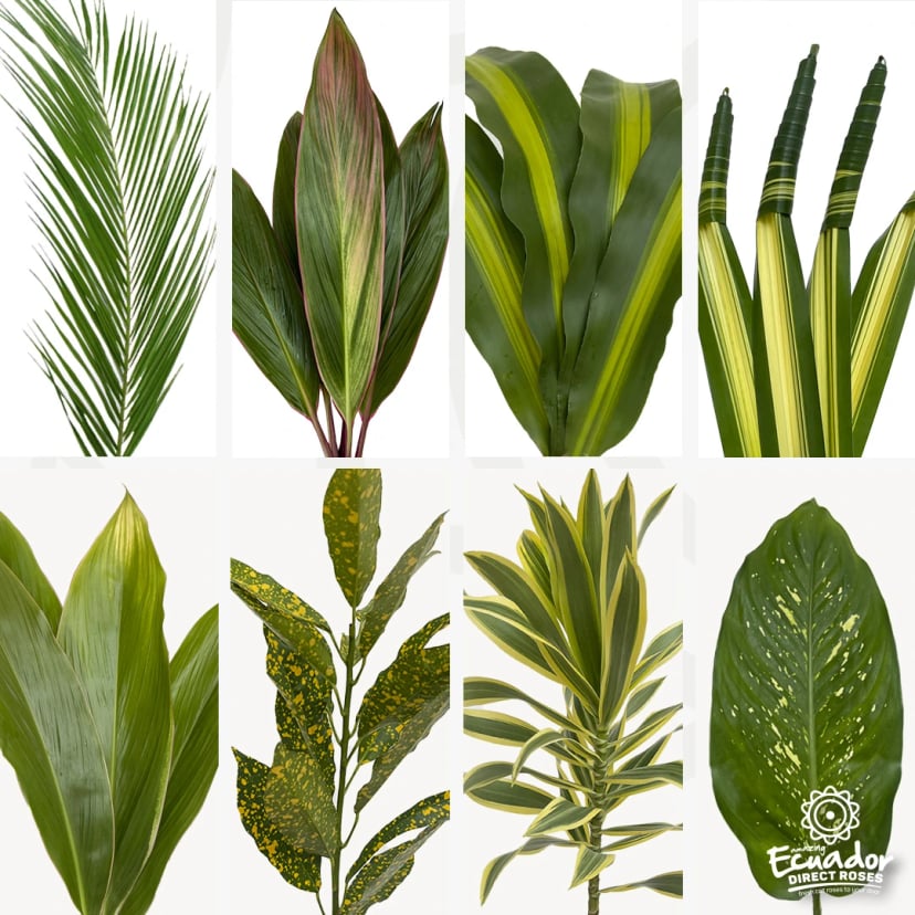 tropical-green-mix-box-may2026