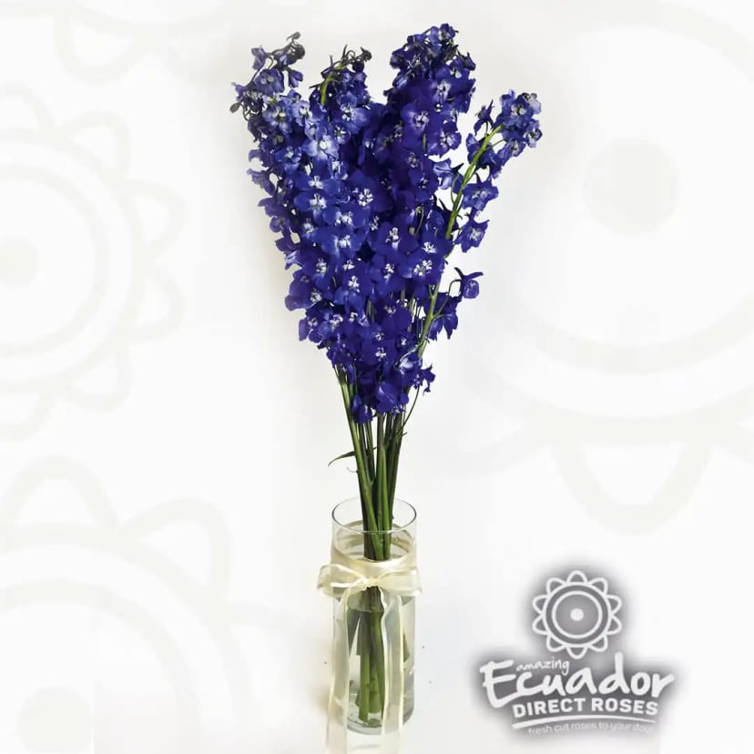 Delphinium Sea Waltz