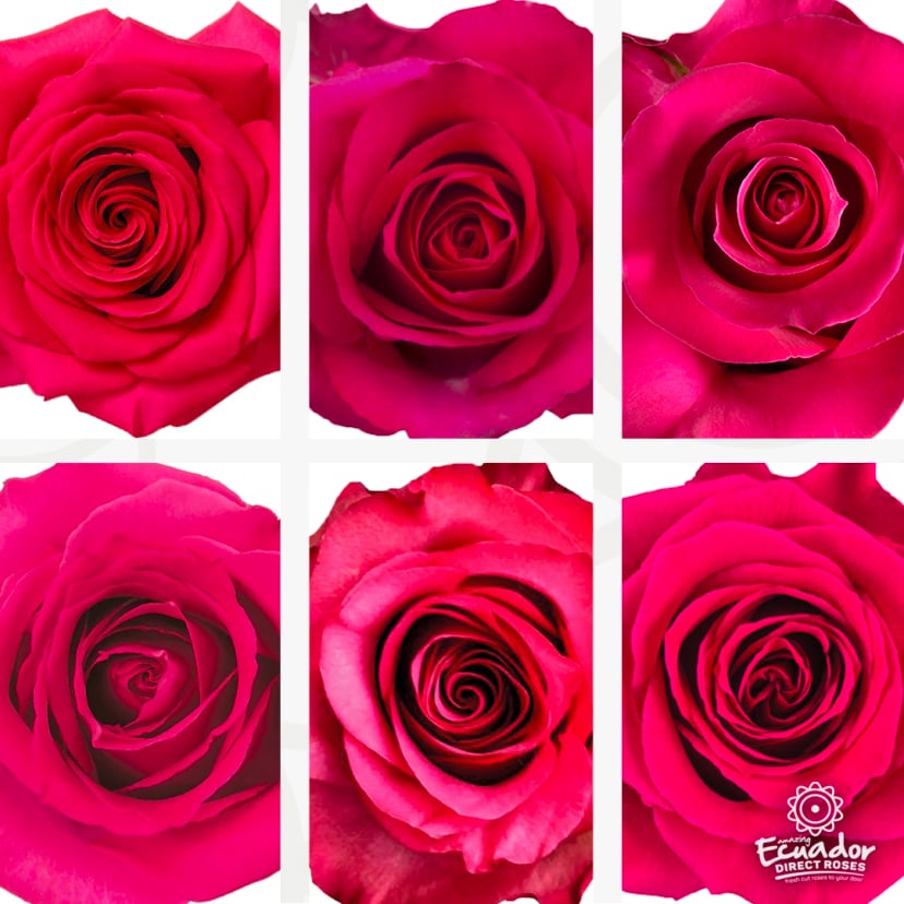 Fresh vibrant magenta roses for a rose bridal bouquet. Buy bulk red roses online with deliver roses online free shipping or buy miniature roses online.