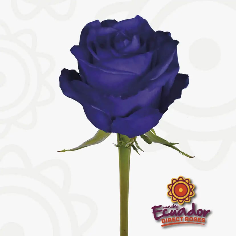A solitary Ultraviolet tinted rose purple color bloom, freshly cut from Ecuador Direct Flowers.