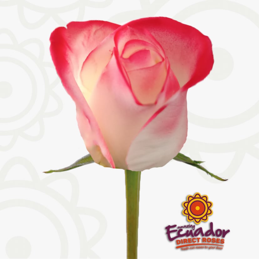 Single luxury roses 360 view: white with red-tipped Ecuadorian roses origin. Find where to buy roses near me delivery for a unique rose bouquet quotes.