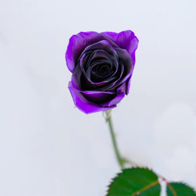 alluring-muse-rose-side