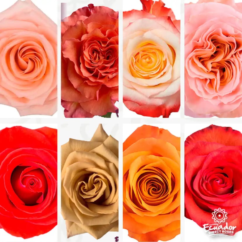 Collection of freshly harvested orange peach wedding roses, shop online at EDR.