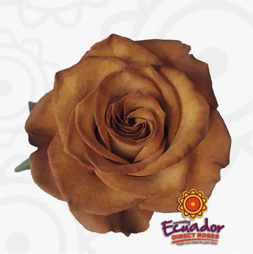 A solitary Dolce de leite tinted rose, a brown-colored bud from EDR's Ecuadorian fields.