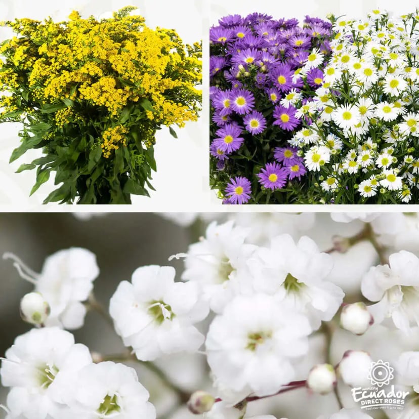 Display of Solidaster mix box gypso xlence solidago aster flowers in yellow, purple, and white from Ecuador Direct Flowers.