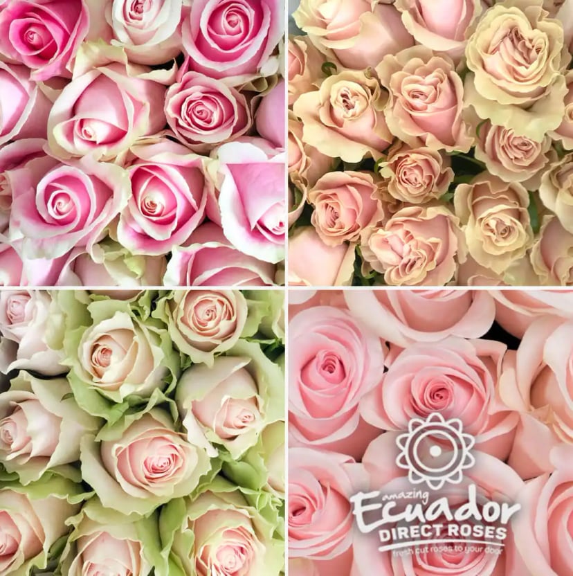 A delicate arrangement of light pink roses, hand-picked from EDR farms, showcasing their farm-fresh quality.