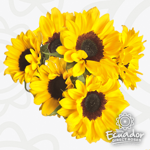 A vibrant display of bright yellow sunflowers, their dark brown centers adding depth and contrast to the image, highlighting the unique characteristics of each bloom