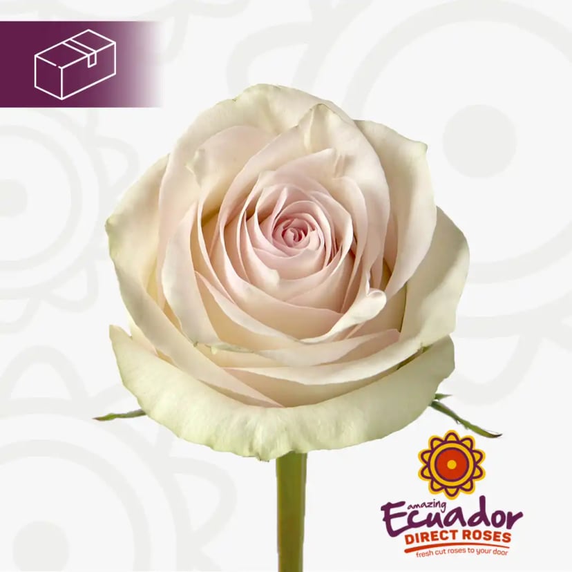 Single Poma Rosa flower with light pink and cream petals, shipped farm-direct in 5-6 days from Ecuador Direct Flowers.