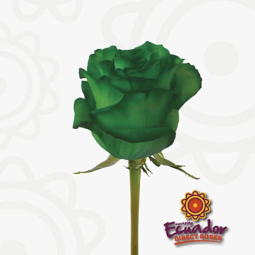 Solitary dark green Emerald beauty tinted rose bloom, freshly cut from Ecuador Direct Flowers, highlighting premium quality and sustainability.