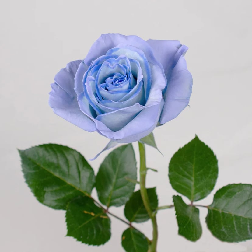 baby-blue-rose-side