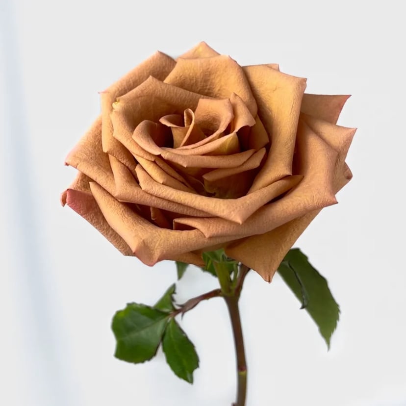 barista-rose-side
