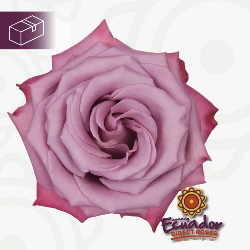 Moody blues rose variety lavender color roses in display, grown sustainably by EDR.