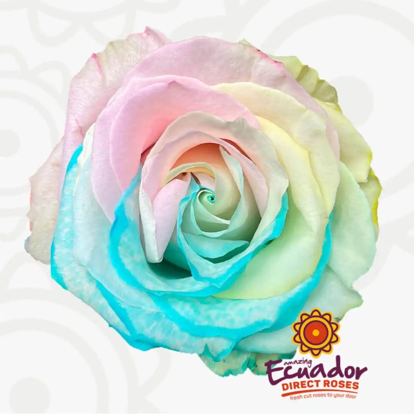 mashmellow-tinted-rose-multicolor-color-EDR-1