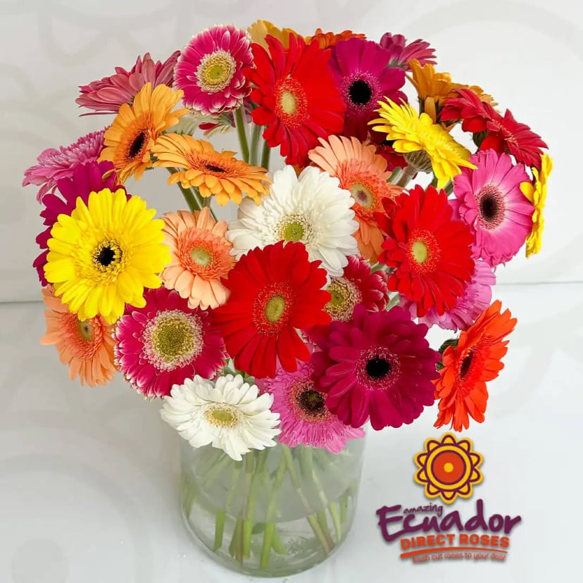 Mini Gerbera Daisies