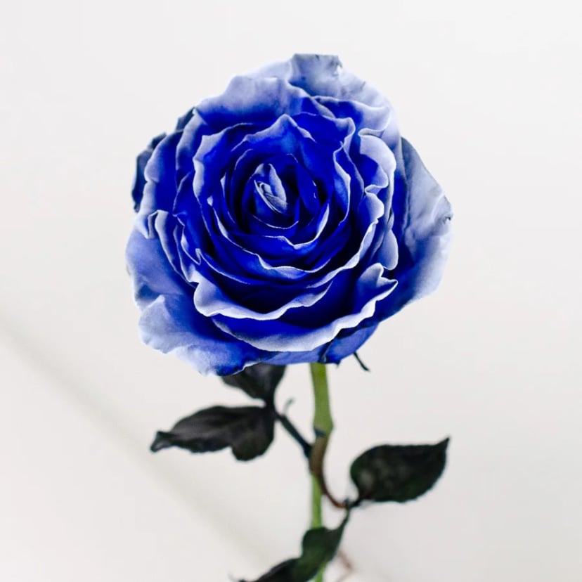 blue-infinite-shine-rose-side