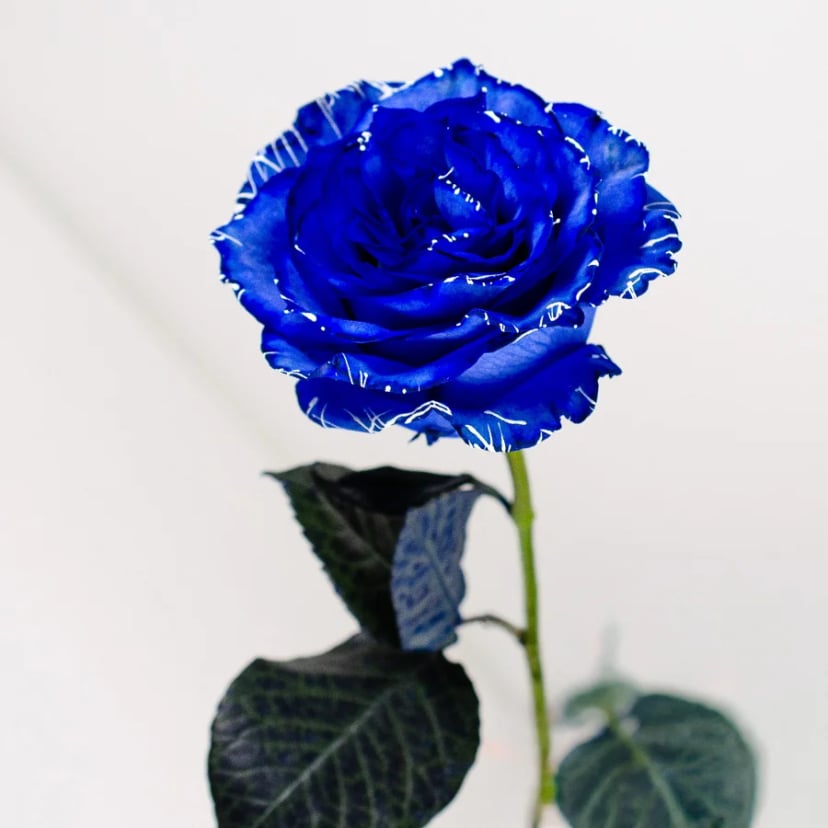 blue-magic-rose-side