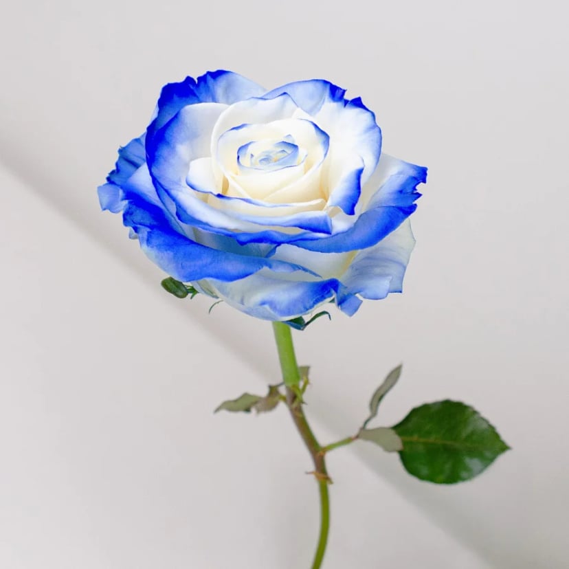 blue-wave-rose-side
