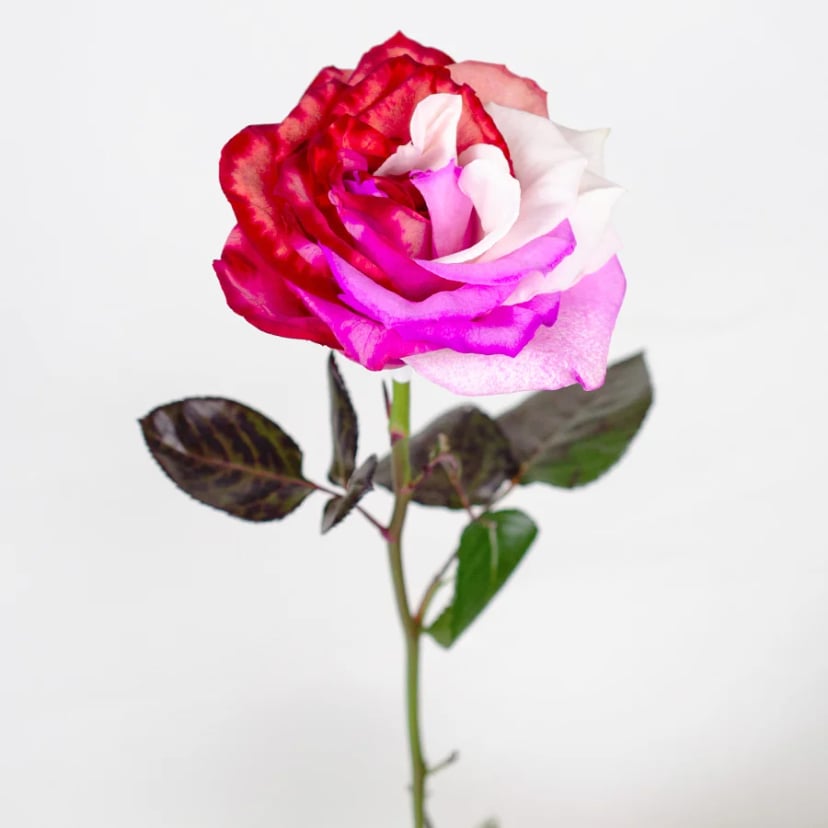 blush-charm-rose-side