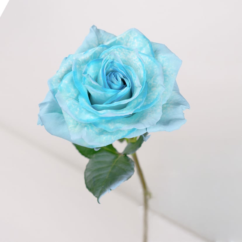 bright-turquoise-rose-side