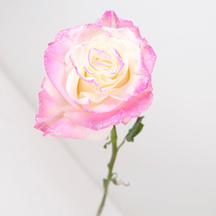 bubblegum-glitter-rose-side
