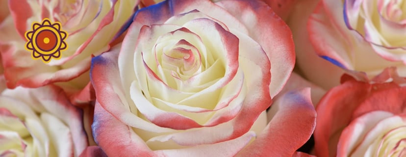 America Turns 250: Celebrate Independence Day 2026 With Roses That Make The Moment Last