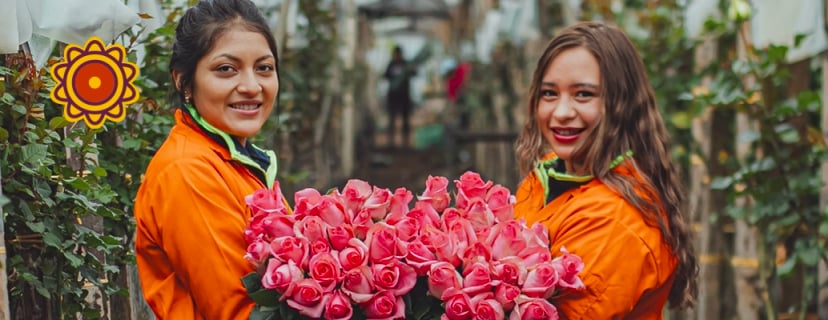 Two workers holding a fresh bouquet of pastel roses flower, peach rose, lavender rose flowers, apricot roses, and purple roses in an Ecuador farm.