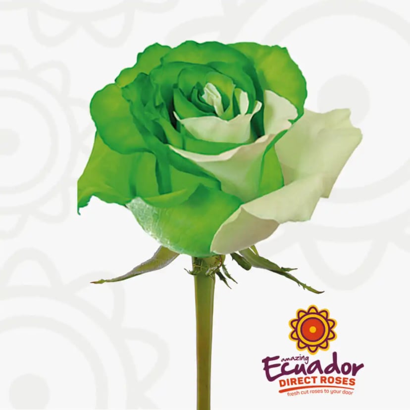 lemon-pie-tinted-rose-white-green-color-EDR-1