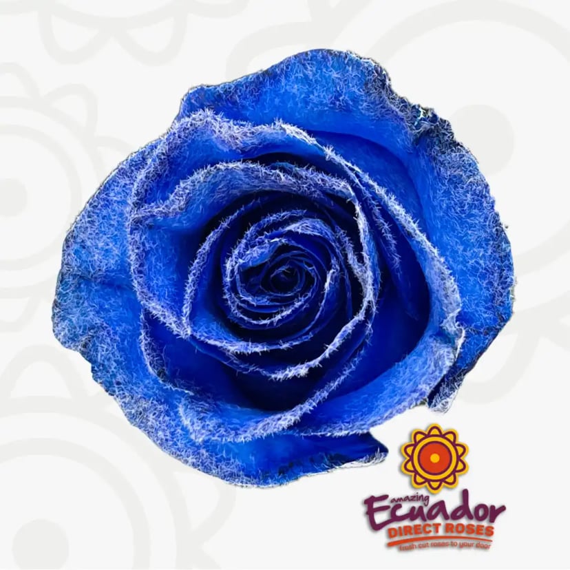 Single Azure Snowfluff rose bud, showcasing its unique azure blue color, from Ecuador Direct Flowers.
