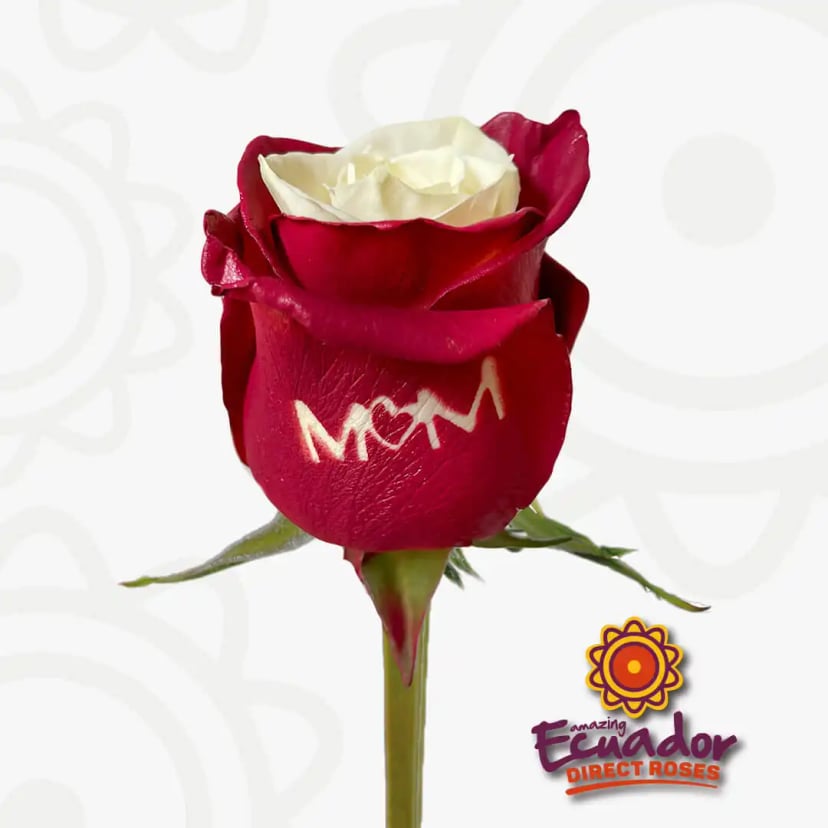 Close-up of a red and white Cherry mom tinted rose with 'MOM' written on a petal, a fresh bloom from EDR.