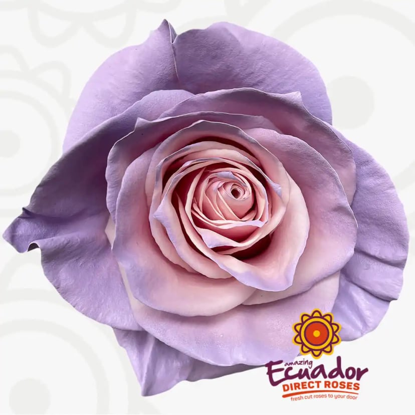 light-malva-tinted-rose-lavender-light-pink-color-EDR-1
