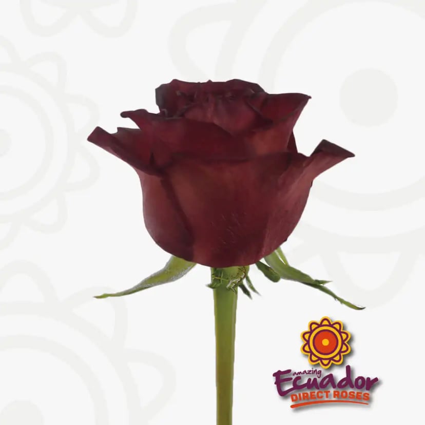 Single Red velvet cake tinted rose burgundy color rose bud from EDR farms, hand-picked for freshness.